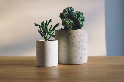 Two beautiful cacti in clay plant pots