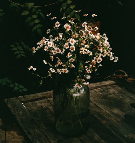 Plant on a rustic table
